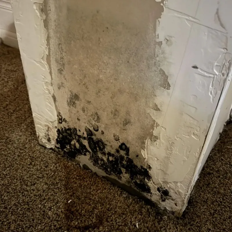 Professional Mold Removal in La Union, NM